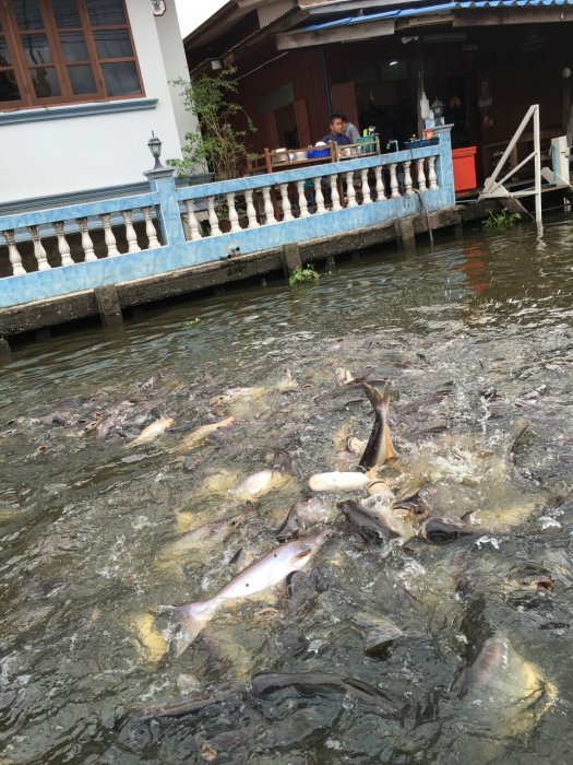 2016 April-Juli 1847.JPG