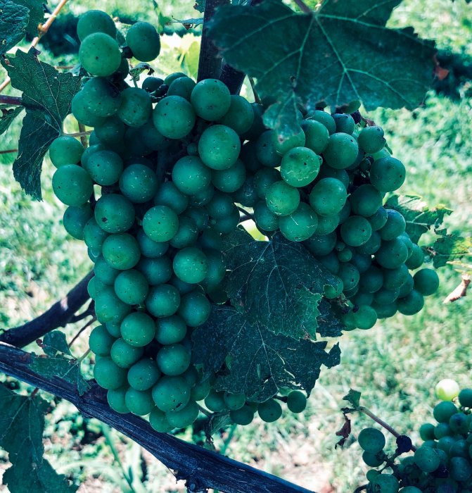 FullSizeRender (21).jpg