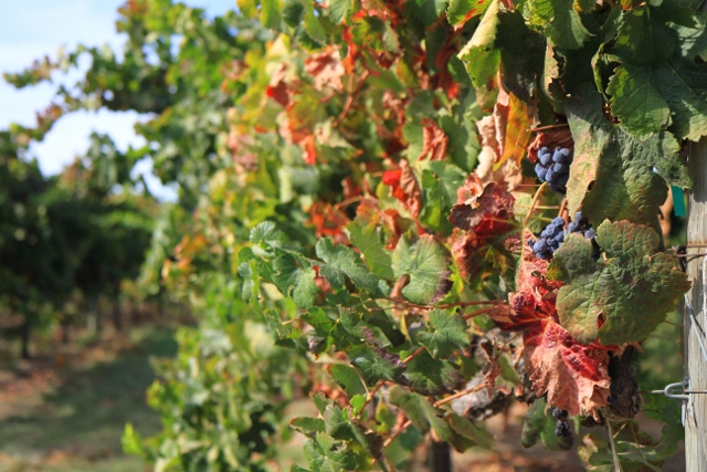 IMG_1547 (640x427).jpg