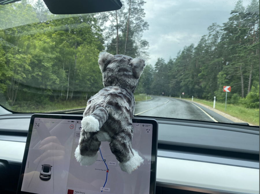 Katten övervakar oss.png