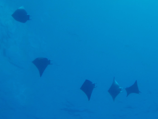 Manta ray 5 Layang.jpg